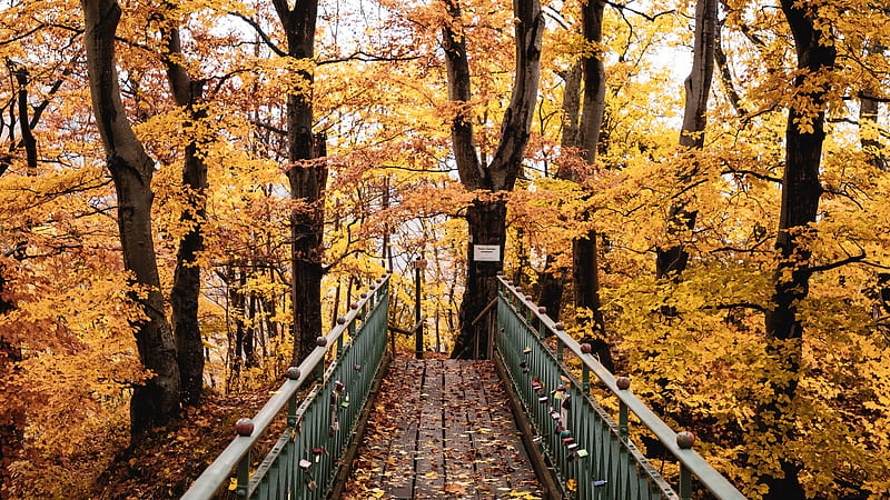 Wood Bridge Between Yellow Autumn Leaves Trees Forest During Daytime Autumn, HD wallpaper