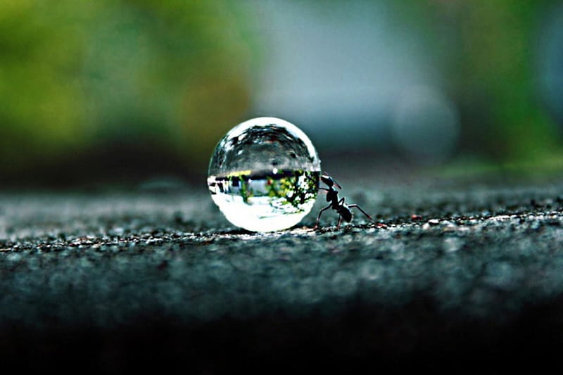 Ant pushing a waterbubble, in, big, body, strength, small, HD wallpaper