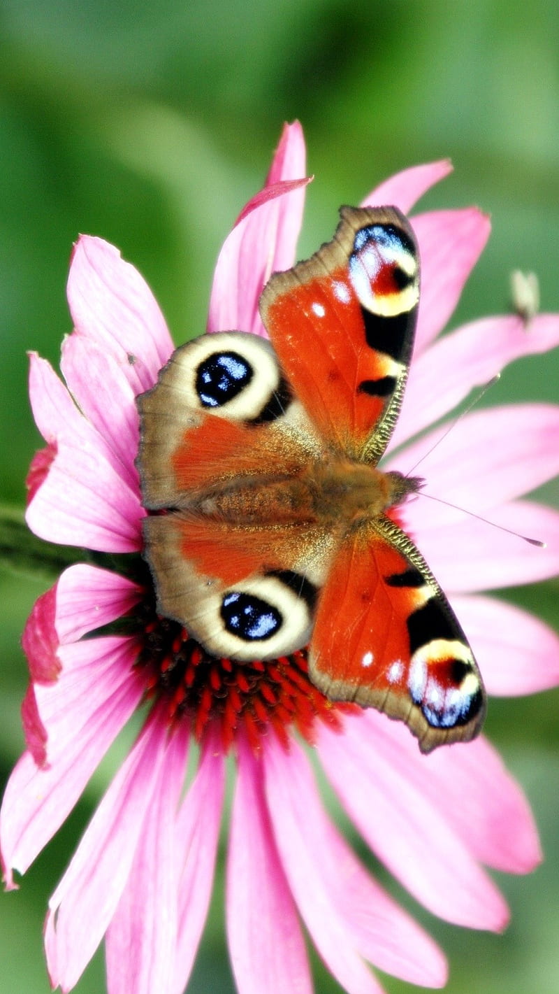 Peacock Butterfly, bonito, cute, nature, HD phone wallpaper