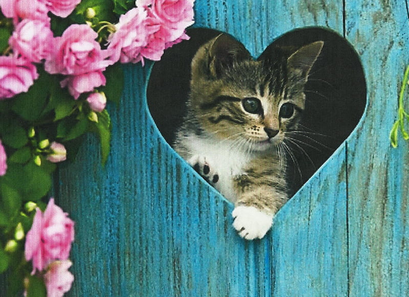 A tabby kitten in a heart in the fence, fence, tabby, heart, roses, kitten, HD wallpaper