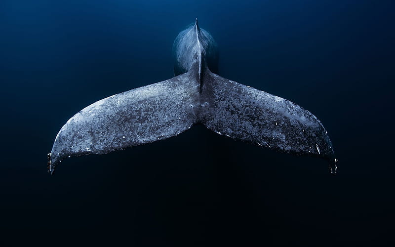 whale tail, underwater, ocean, Blue whale, wildlife, whales, underwater world, Mexico, HD wallpaper
