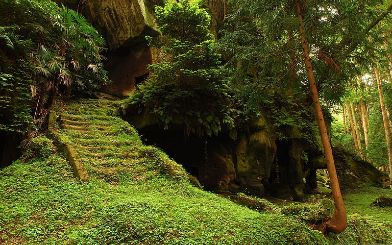forest staircase ruins-Beautiful natural scenery, HD wallpaper