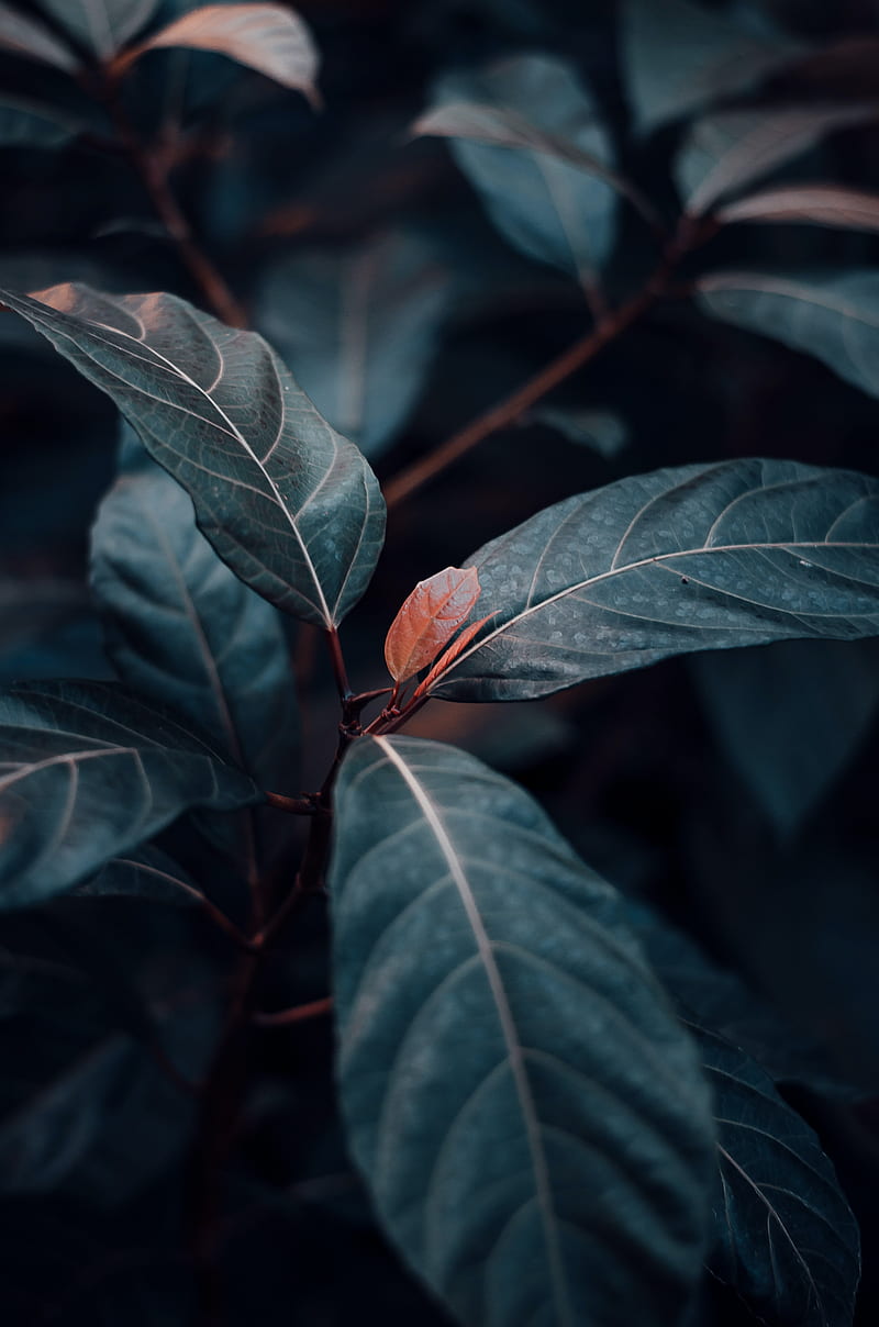 plant, leaves, veins, green, stem, HD phone wallpaper