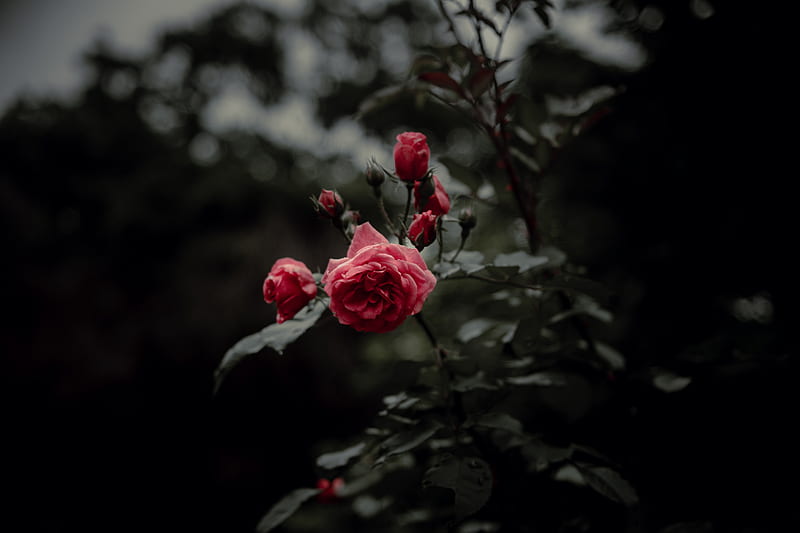 rose, flower, pink, bloom, HD wallpaper