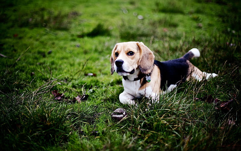 Beagle, bokeh, cute dog, lawn, pets, dogs, summer, cute animals, Beagle Dog, HD wallpaper