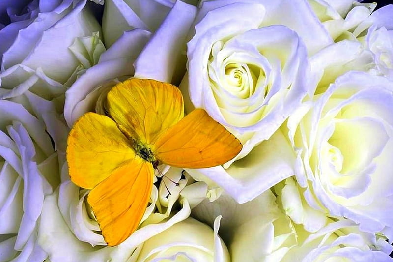 ✿⊱•╮Butterfly on Roses╭•⊰✿, lovely still life, white roses, love four seasons, bonito, roses, graphy, all roses, butterfly, flowers, nature, butterfly designs, HD wallpaper