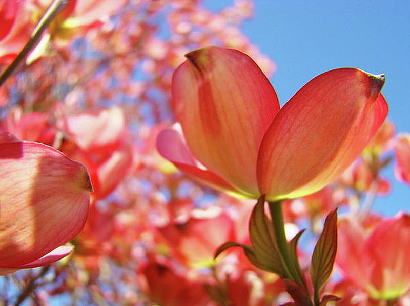 PINK DOGWOOD FLOWERS, pretty, flowers, tree, pink, HD wallpaper