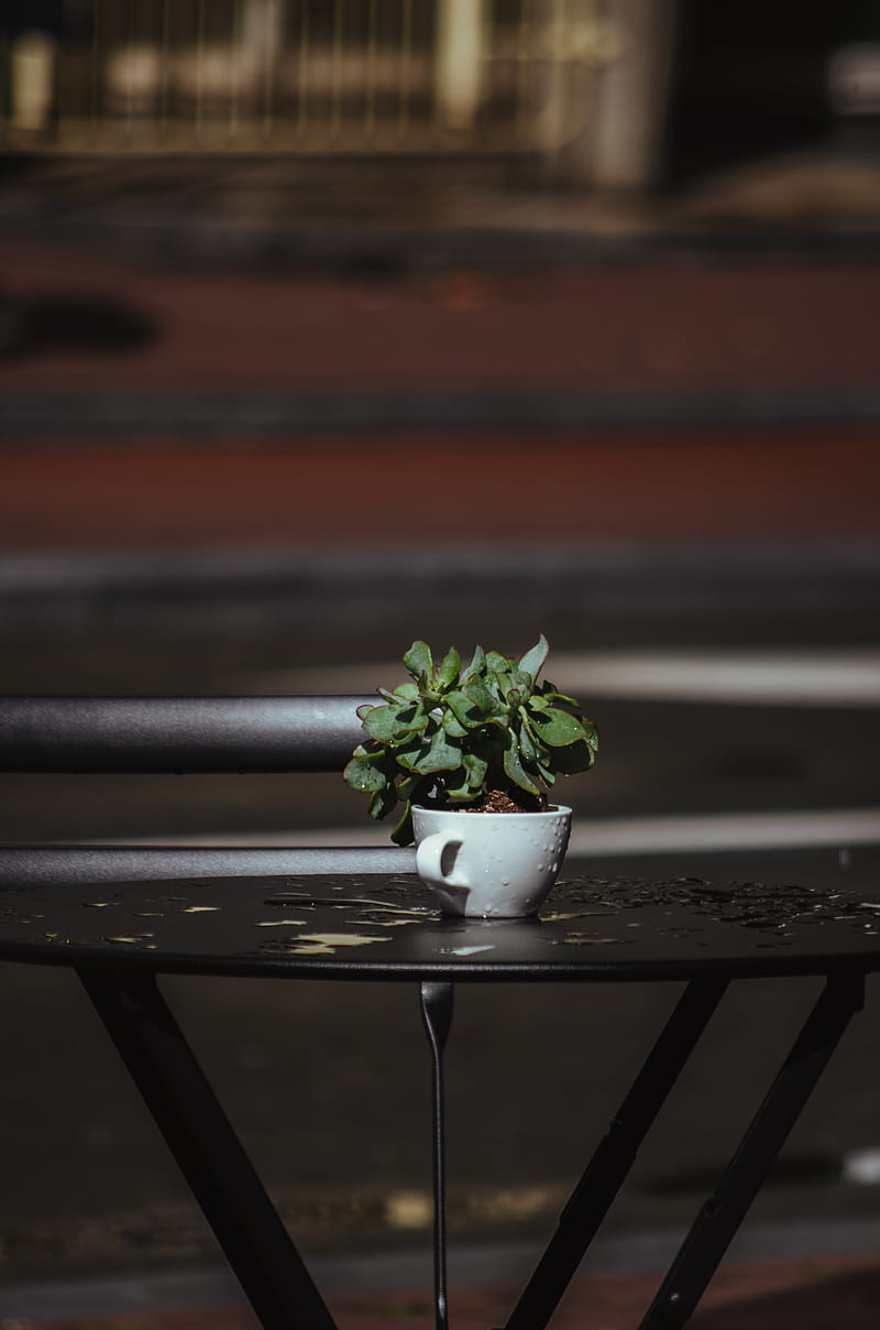 green plant on white ceramic pot on black metal table, HD phone wallpaper