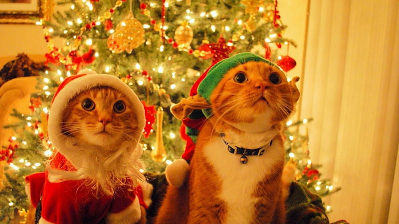 Christmas Cat, 25, christmas, cat, animal, HD wallpaper