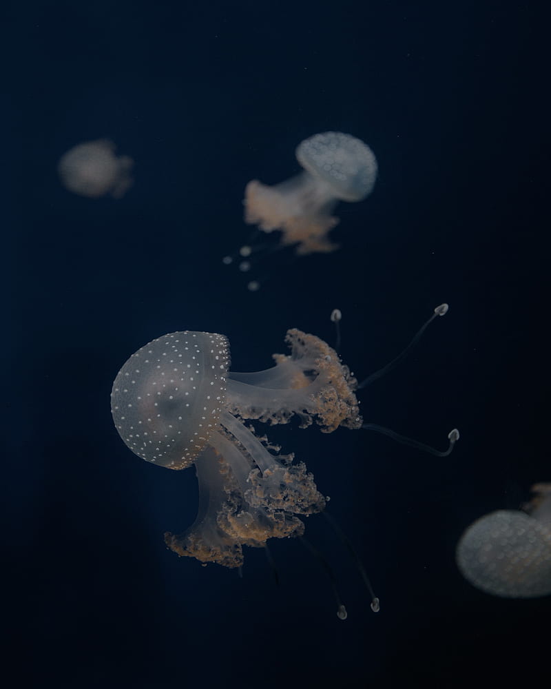 jellyfish, tentacles, underwater world, depth, sea, HD phone wallpaper