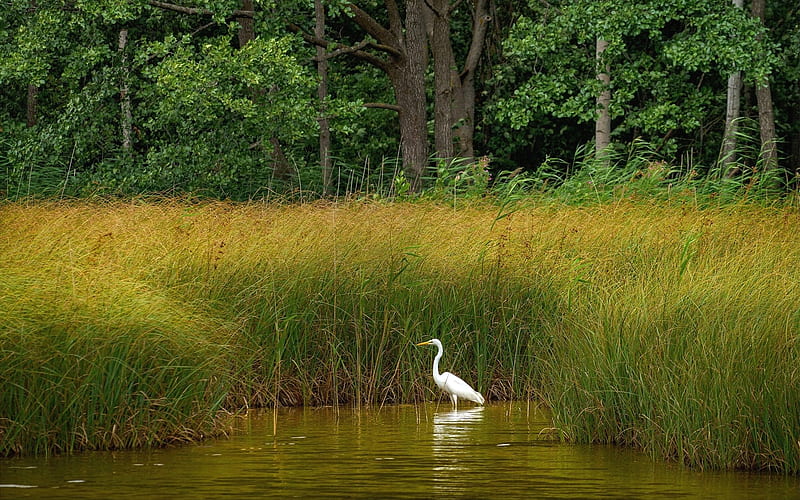 Egret, trees, water, bird, Latvia, reeds, HD wallpaper