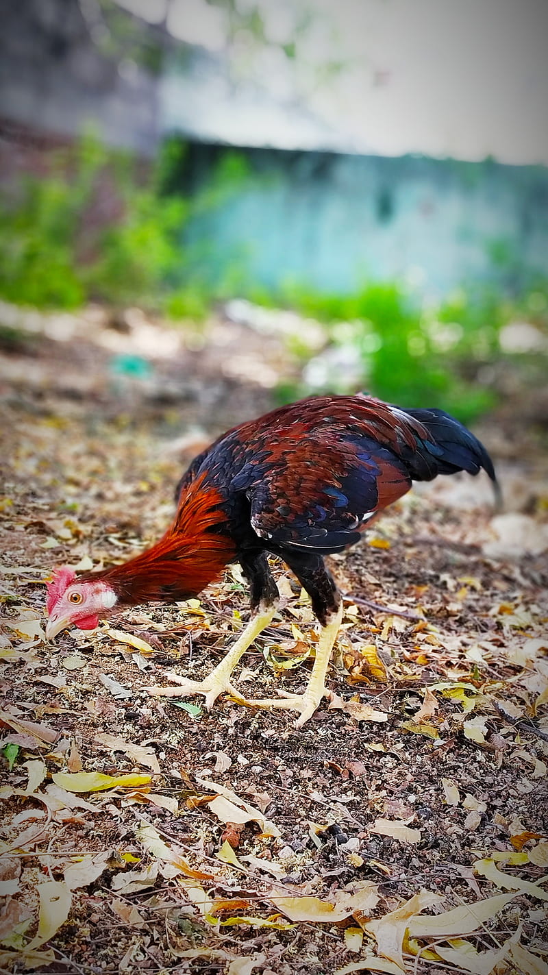 Chicken needs, animal, animals, bird, birds, hen, morning, portrait,  rooster, HD phone wallpaper | Peakpx
