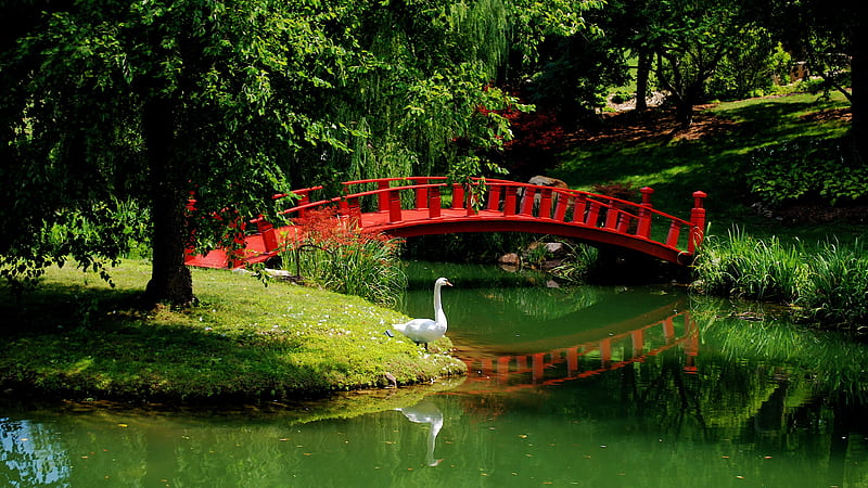 Schnormeier gardens, river, swan, refelction, forest, japanese, greenery, park, trees, lake, pond, tranquil, bridge, serenity, garden, HD wallpaper