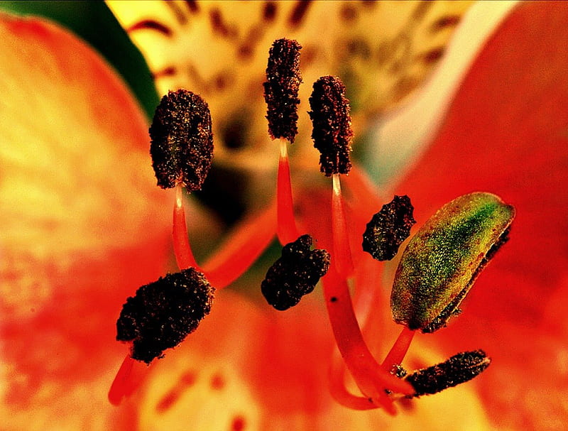 STAMEN OF A TIGER LILY, lovely, orange, yellow, tiger lily, seeds, close up, macro, flower, nature, petals, stamen, natural, HD wallpaper