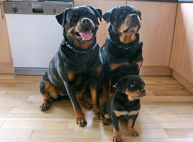 do puppies look like mother or father
