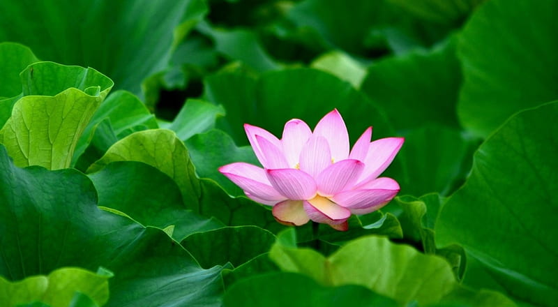 Lotus: Những hình ảnh liên quan đến hoa sen sẽ khiến bạn cảm thấy thăng hoa và bình an. Lotus thường được xem là biểu tượng của sự sáng suốt và tinh khiết, và khi nhìn vào những hình ảnh này, bạn sẽ cảm thấy như được đưa vào với thiên nhiên và giải thoát khỏi sự ồn ào của cuộc sống.