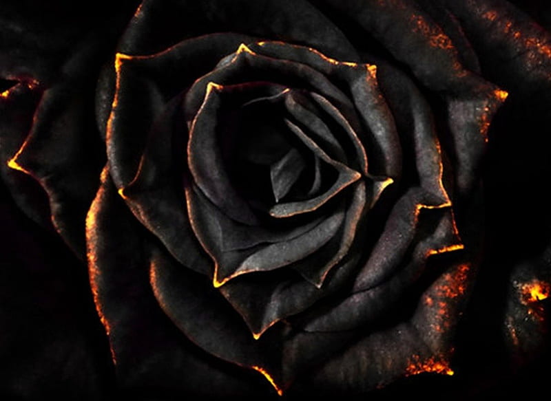 Black rose, red, chic, gold, flower, black, HD wallpaper | Peakpx