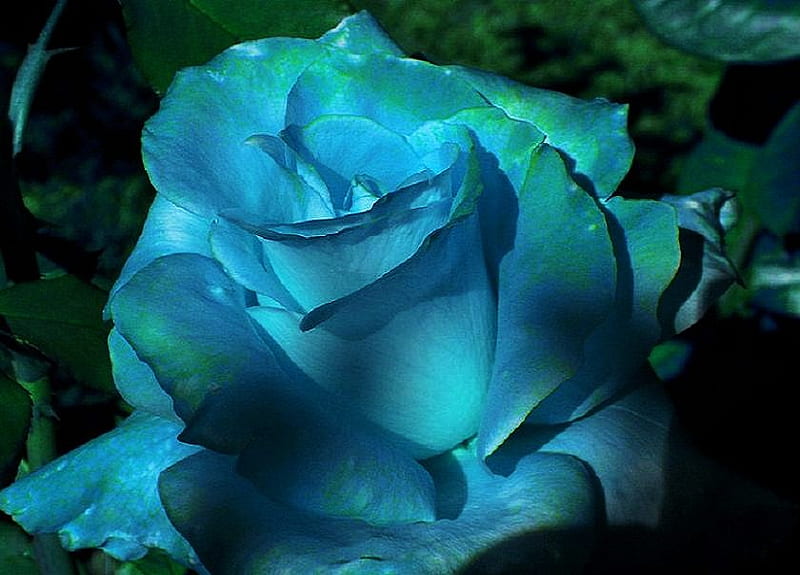 Blue glow, glow, rose, green leaves, blue, HD wallpaper | Peakpx