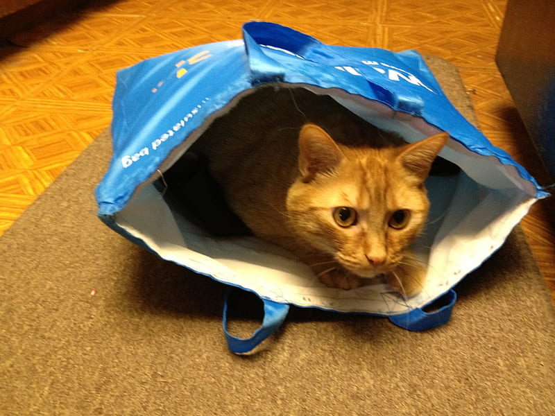 Checking out the grocerys., checking grocerys, hiding in bag, cat, cat in bag, HD wallpaper