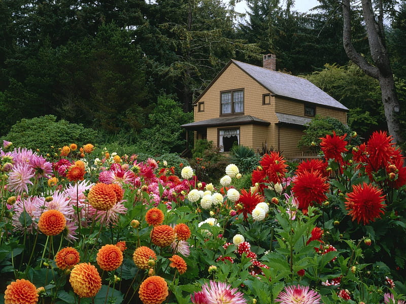Pretty garden, houses, flowers, color, nature, country, outdoor, HD ...