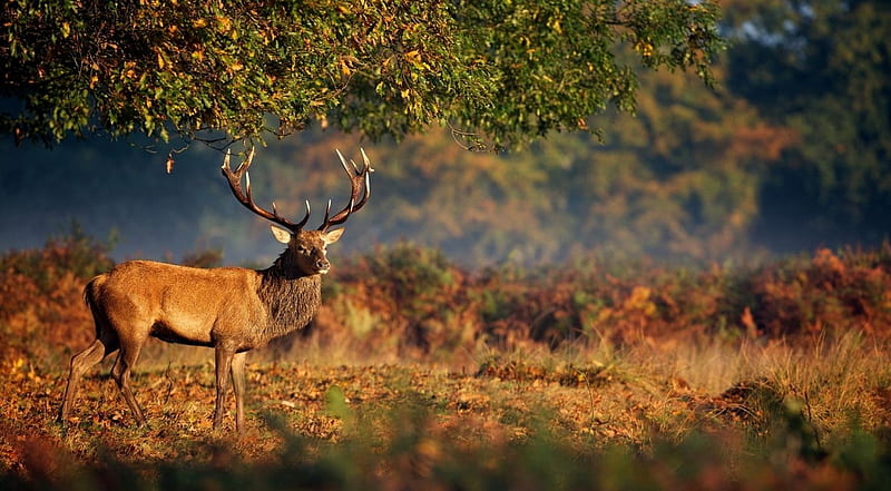 The king of the wilderness, autumn, wild, wildlife, nature, animals, deer, wild  animals, HD wallpaper | Peakpx