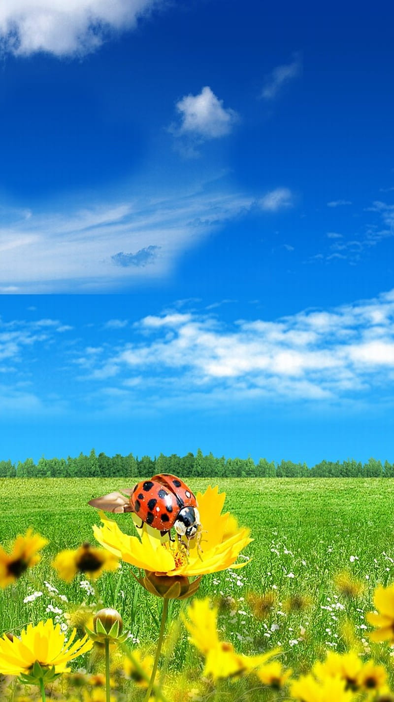 Ladybug - iPhone 6, 2014, apple, best, good, iphone 6, new, nice, HD phone wallpaper