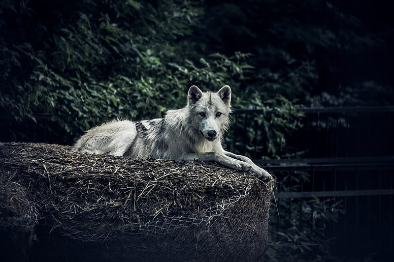 wolf, predator, glance, animal, hay, HD wallpaper