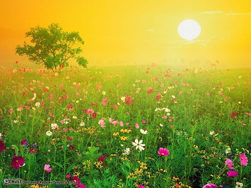 Wild Flowers, sun, wildflowers, nature, fields, sunshine, HD wallpaper