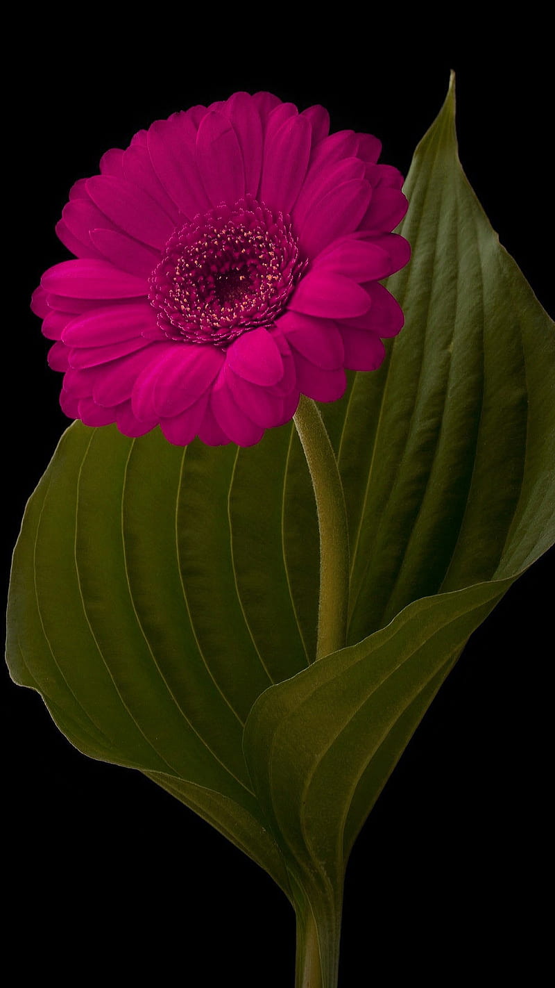 Pink flower, flower, leaves, nature, pink, HD phone wallpaper