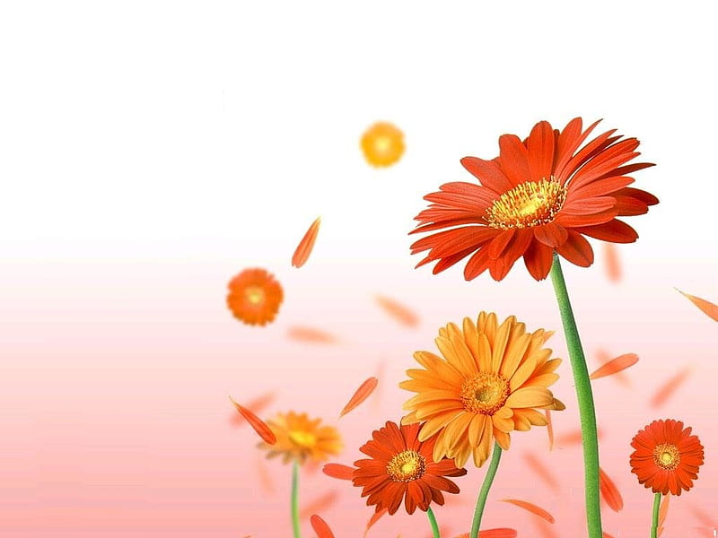 Hoa gerbera: Với màu sắc tươi sáng và hình dạng độc đáo, hoa gerbera là loài hoa rất phổ biến trong trang trí nội thất và chăm sóc vườn hoa. Hãy thưởng thức những bức ảnh tuyệt đẹp của hoa gerbera, và choáng ngợp trước vẻ đẹp của chúng.