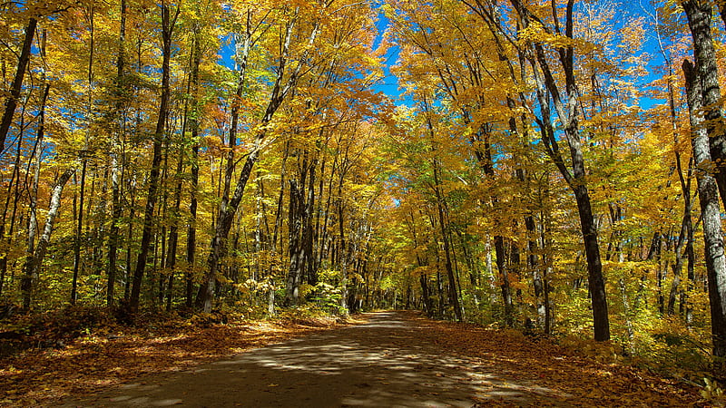 Canada Ontario Road Tree During Fall Nature, HD wallpaper