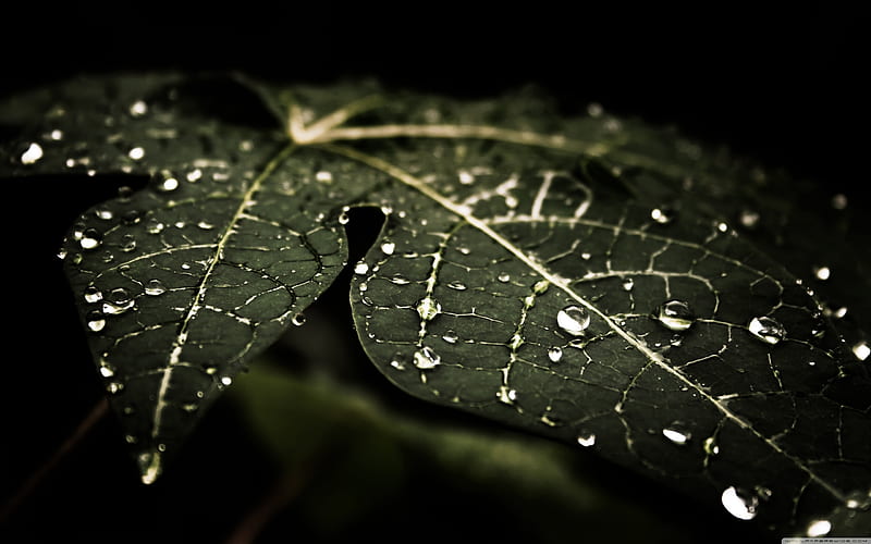 leaves with dew, macro, plants, dew drops, green leaves, bokeh, leaves, HD wallpaper
