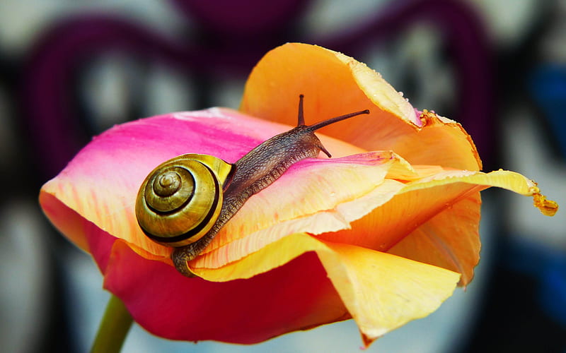 Snail on Tulip, snail, animal, macro, tulip, flower, HD wallpaper