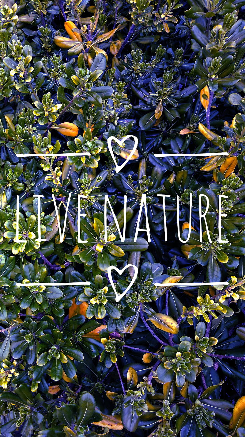 Live nature, foglie, garden, giardino, green, leaf, leafs, nature, verde, viola, violet, HD phone wallpaper