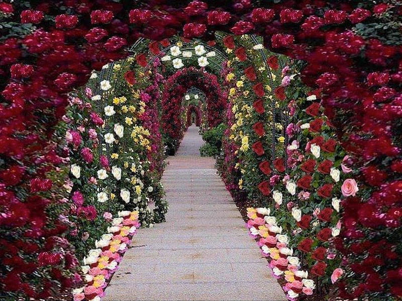 Romantic Rose Arches, red, walkway, arch, rose, path, garden, white, pink, HD wallpaper