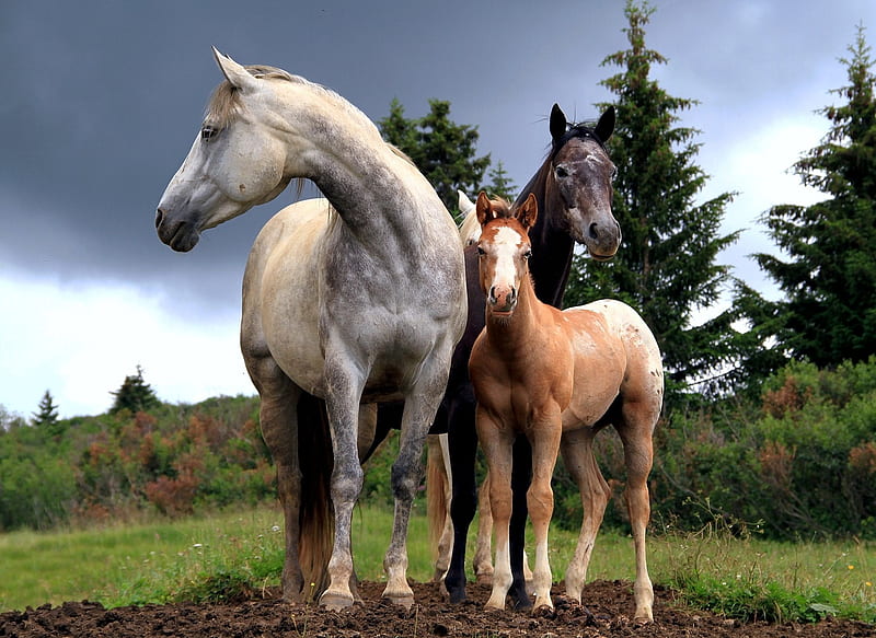 Animal, Horse, Baby Animal, Foal, HD wallpaper