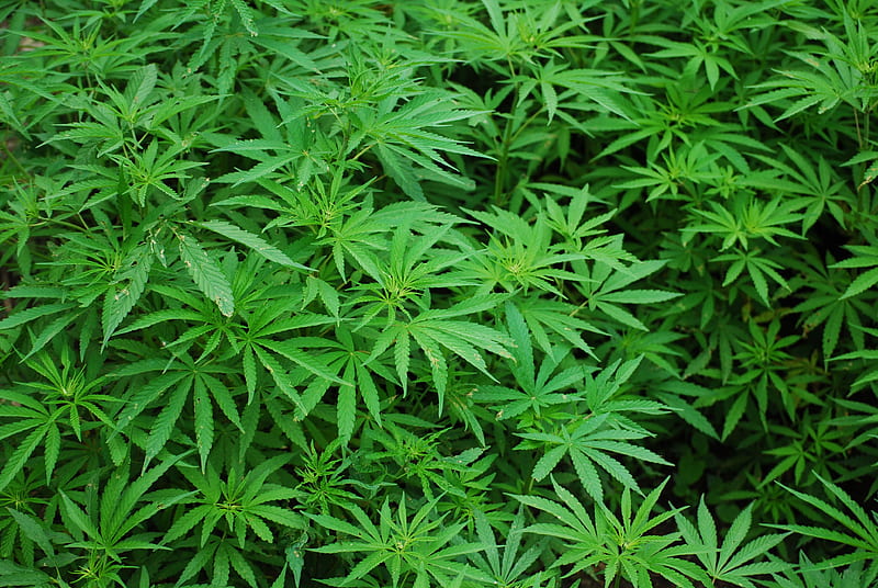 MaryJane , 420, dank, foliage, herb, high, marijuana, mary jane, pot, HD wallpaper