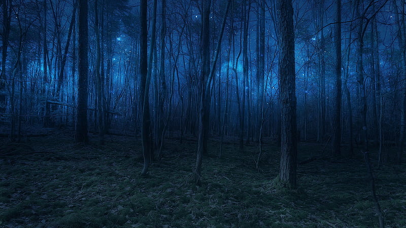 Twilight #forest #nature #woodland #woods #starlight #tree #night starry  night #light #darkness #dark K #. Fantasy aesthetic, HD wallpaper | Peakpx