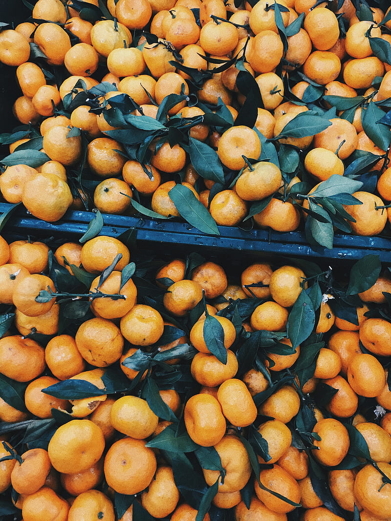 tangerines, citrus, fruits, leaves, branches, HD phone wallpaper
