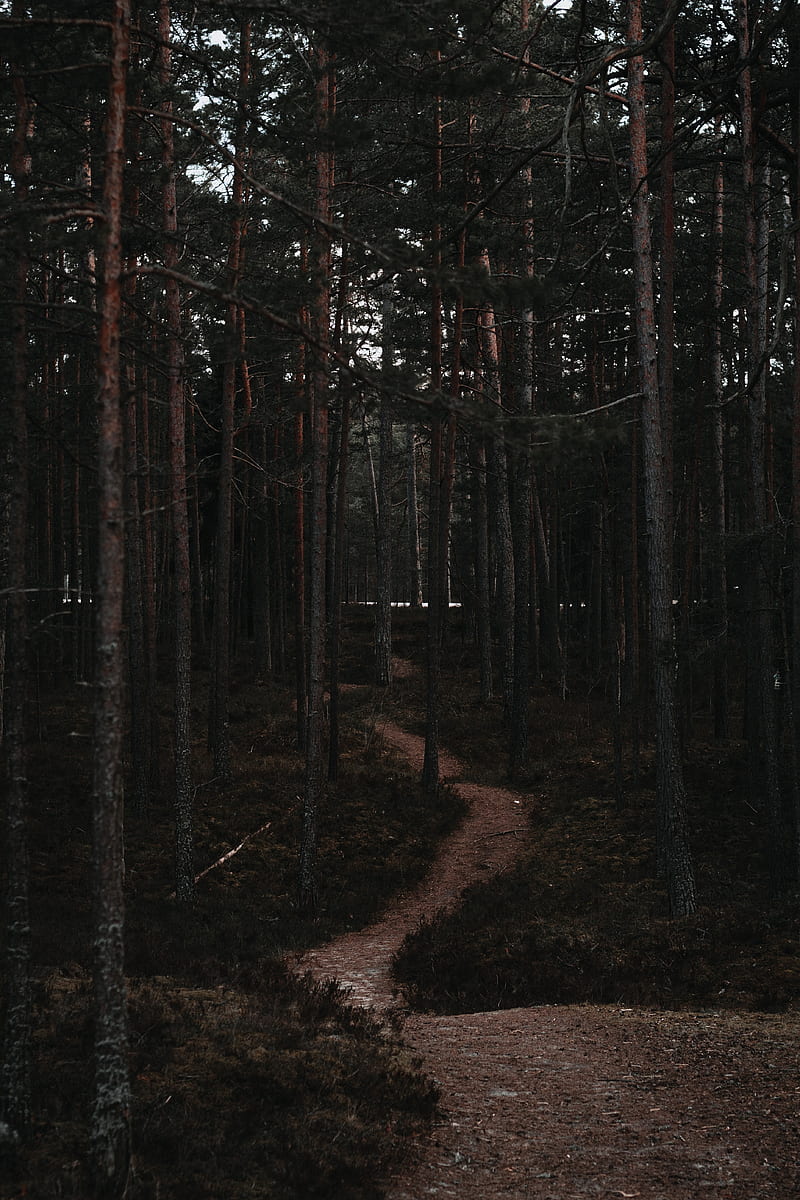 forest, trees, trail, bends, nature, HD phone wallpaper