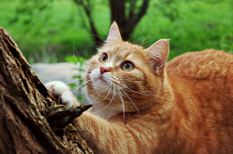 cat in a tree, cute, tree, kitty, ginger, Rose, cat, HD wallpaper