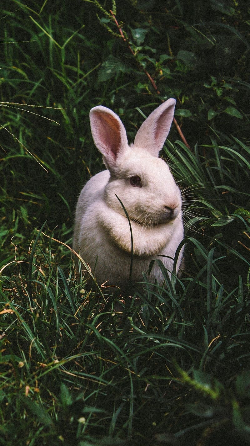 Rabbit On Grass, rabbit, grass, bunny, animal, HD phone wallpaper | Peakpx