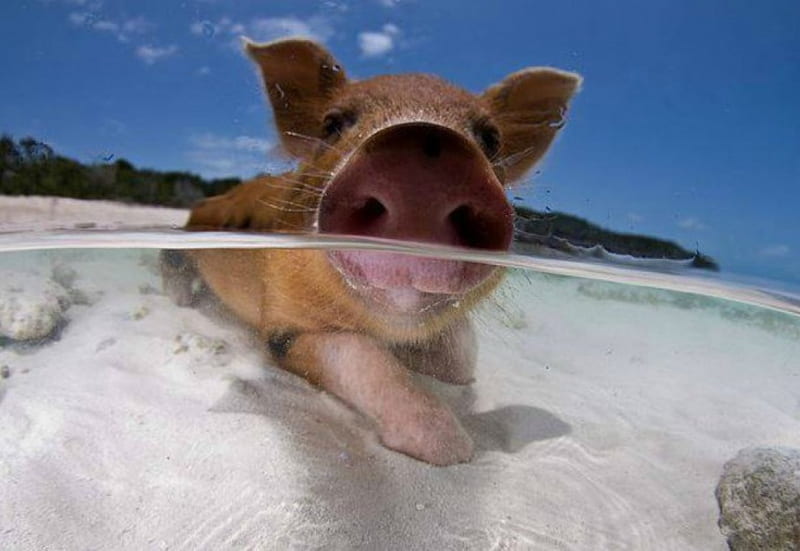 Swimming piggy, cute, beach, pig, snout, water, HD wallpaper