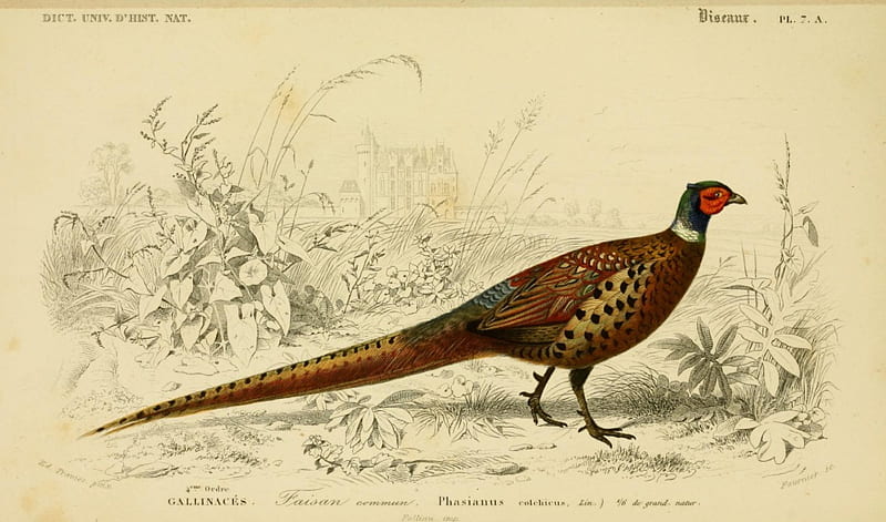 Pheasant, bird, ancient, extinct, HD wallpaper