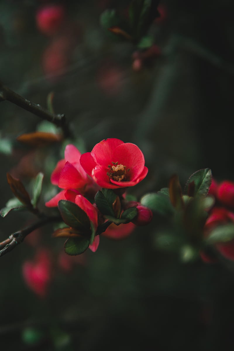 Chinese Quince Flowers In Close Up graphy · Stock, HD phone wallpaper
