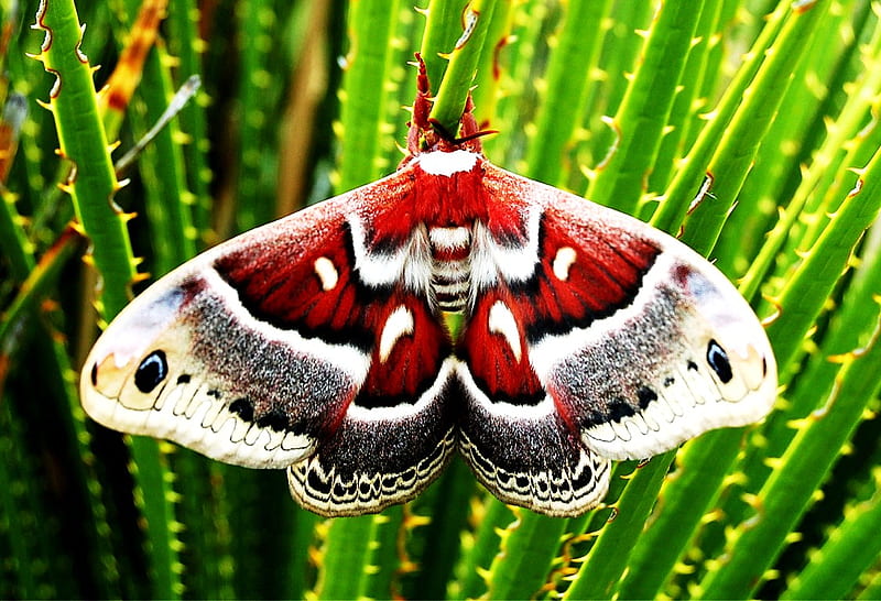 I'm from Texas, moth, red, texas, gris, black, green grass, white, HD wallpaper