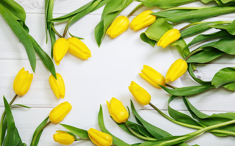 yellow tulips frame, spring frame, tulips, yellow spring flowers, white wooden background, HD wallpaper