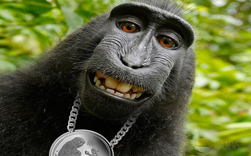 Monkey Picture Meme Background Images, HD Pictures and Wallpaper For Free  Download