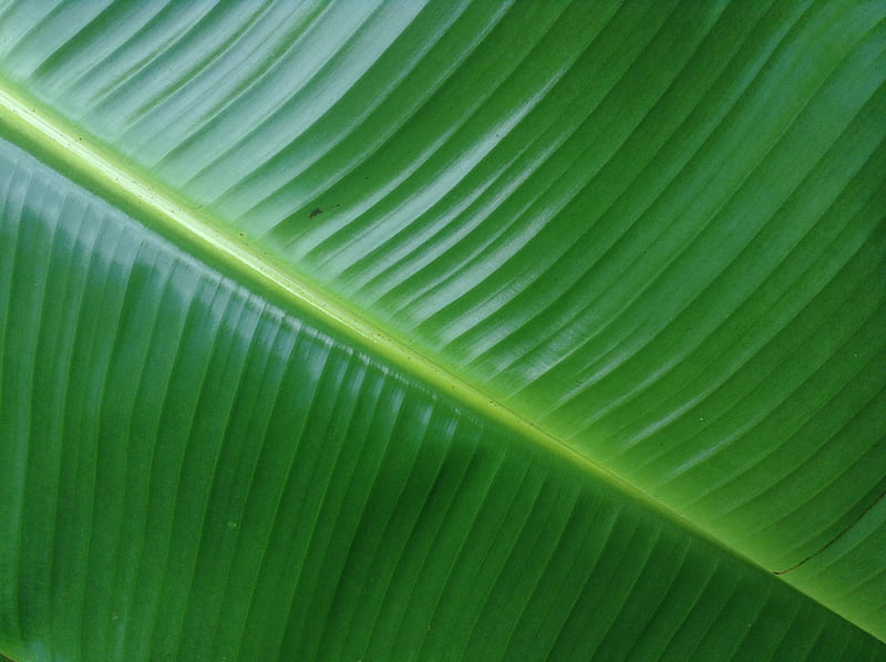 banana leaf, HD wallpaper