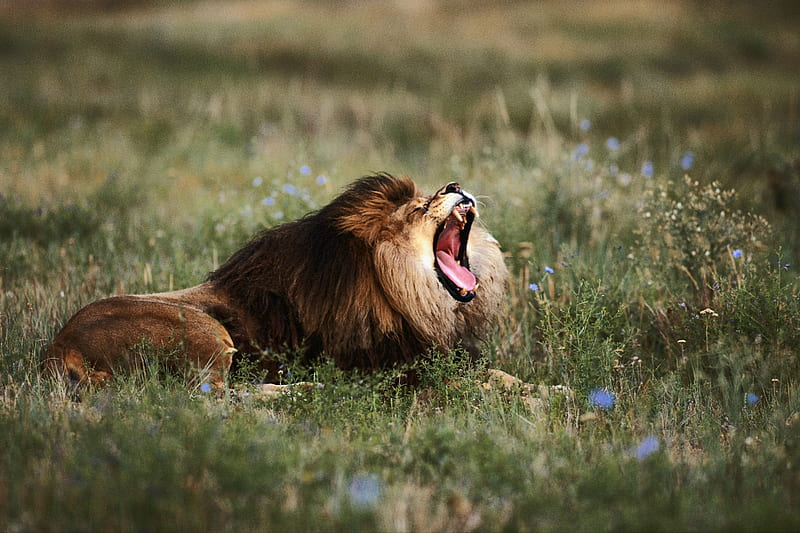 Big Yawn, yawn, mane, cat, sleepy, lion, field, HD wallpaper